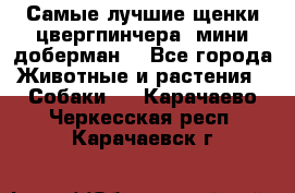 Самые лучшие щенки цвергпинчера (мини доберман) - Все города Животные и растения » Собаки   . Карачаево-Черкесская респ.,Карачаевск г.